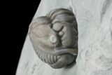 Wide, Enrolled Flexicalymene Trilobite - Ohio #76362-2